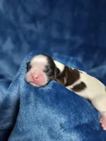 Zeb, a male Shih Tzu for sale in Asheboro, NC – Photo 6 of 6