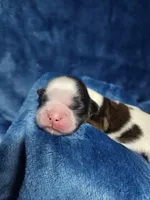 Zeb, a male Shih Tzu for sale in Asheboro, NC – Photo 2 of 6