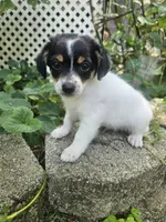 Neo, a male Maltipoo and Yorkipoo for sale in Asheboro, NC – 9 of 9