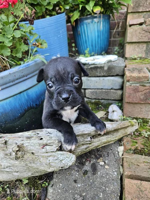 Reba – Boxer puppy for sale in Asheboro, NC