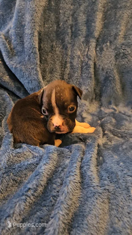 Wee lad – Boxer puppy for sale in Asheboro, NC