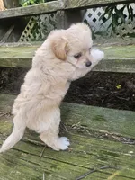 Krissy, a female Maltipoo and Yorkipoo for sale in Asheboro, NC – 6 of 8
