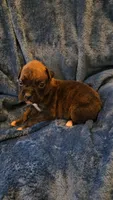 Garner, a male Boxer for sale in Asheboro, NC – 4 of 9