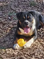 Franklin, a male Boxer for sale in Asheboro, NC – 2 of 2