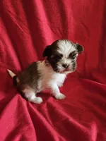 Piper, a female Shih Tzu for sale in Asheboro, NC – Photo 6 of 9