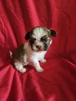 Piper, a female Shih Tzu for sale in Asheboro, NC – Photo 9 of 9