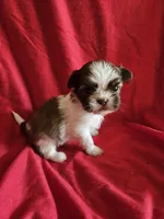 Piper, a female Shih Tzu for sale in Asheboro, NC – Photo 8 of 9