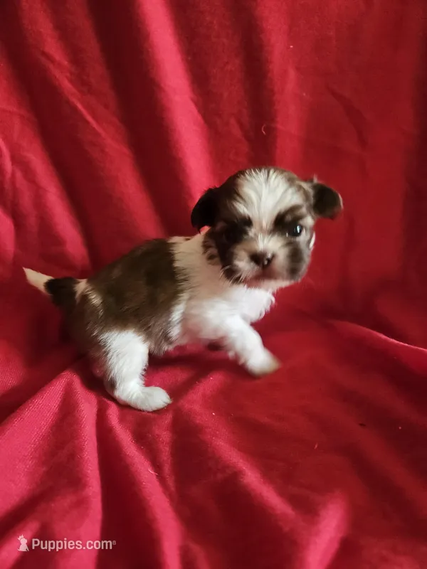 Piper – Shih Tzu puppy for sale in Asheboro, NC