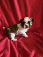 Piper, a female Shih Tzu for sale in Asheboro, NC – Photo 1 of 9