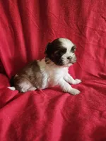 Piper, a female Shih Tzu for sale in Asheboro, NC – Photo 7 of 9