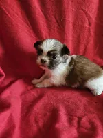 Piper, a female Shih Tzu for sale in Asheboro, NC – Photo 2 of 9