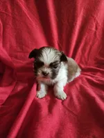 Piper, a female Shih Tzu for sale in Asheboro, NC – Photo 5 of 9