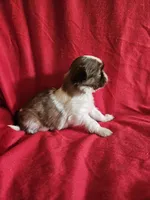Piper, a female Shih Tzu for sale in Asheboro, NC – Photo 3 of 9