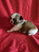 Piper, a female Shih Tzu for sale in Asheboro, NC – Photo 4 of 9