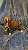 Rolo, a male Boxer for sale in Asheboro, NC – 5 of 9