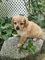 River, a male Maltipoo and Yorkipoo for sale in Asheboro, NC – 5 of 7