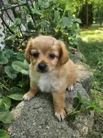 River, a male Maltipoo and Yorkipoo for sale in Asheboro, NC – 3 of 7