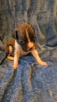 Wee lad, a male Boxer for sale in Asheboro, NC – 3 of 8
