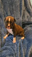 Rolo, a male Boxer for sale in Asheboro, NC – 7 of 9