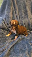 Rolo, a male Boxer for sale in Asheboro, NC – 9 of 9