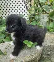 Laddie, a male Maltipoo and Yorkipoo for sale in Asheboro, NC – 2 of 7