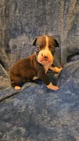 Dugg, a male Boxer for sale in Asheboro, NC – 8 of 9