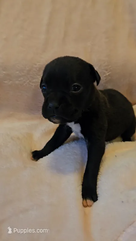 Reba – Boxer puppy for sale in Asheboro, NC