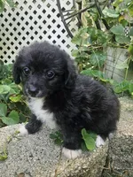 Laddie, a male Maltipoo and Yorkipoo for sale in Asheboro, NC – 3 of 7