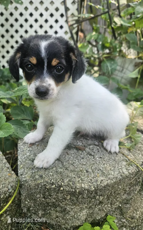 Neo – Maltipoo, Yorkipoo puppy for sale in Asheboro, NC