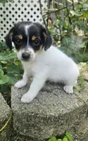 Neo, a male Maltipoo and Yorkipoo for sale in Asheboro, NC – 1 of 9