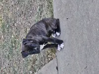 Coop, a male Boxer for sale in Asheboro, NC – Photo 5 of 6