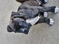 Coop, a male Boxer for sale in Asheboro, NC – Photo 2 of 6