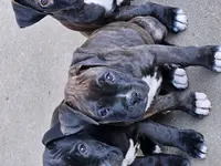 Coop, a male Boxer for sale in Asheboro, NC – Photo 1 of 6