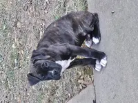 Coop, a male Boxer for sale in Asheboro, NC – Photo 6 of 6