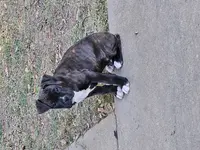 Coop, a male Boxer for sale in Asheboro, NC – Photo 4 of 6