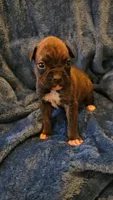 Garner, a male Boxer for sale in Asheboro, NC – 8 of 9