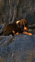Wee lad, a male Boxer for sale in Asheboro, NC – 7 of 8