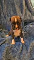 Rolo, a male Boxer for sale in Asheboro, NC – 4 of 9