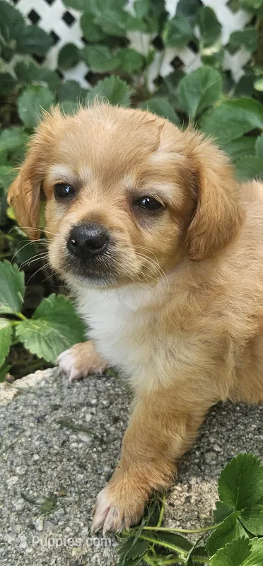 River – Maltipoo, Yorkipoo puppy for sale in Asheboro, NC