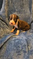 Dugg, a male Boxer for sale in Asheboro, NC – 5 of 9