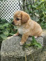 River, a male Maltipoo and Yorkipoo for sale in Asheboro, NC – 6 of 7