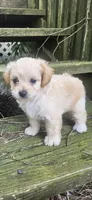 Krissy, a female Maltipoo and Yorkipoo for sale in Asheboro, NC – 3 of 8