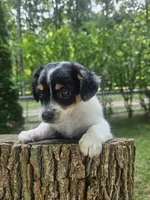 Neo, a male Maltipoo and Yorkipoo for sale in Asheboro, NC – 3 of 9