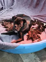 5 males, a male Boxer for sale in Asheboro, NC – Photo 1 of 2