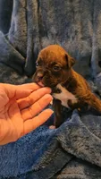 Garner, a male Boxer for sale in Asheboro, NC – 5 of 9