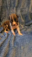 Wee lad, a male Boxer for sale in Asheboro, NC – 4 of 8