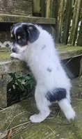 Neo, a male Maltipoo and Yorkipoo for sale in Asheboro, NC – 4 of 9