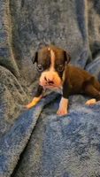 Dugg, a male Boxer for sale in Asheboro, NC – 7 of 9