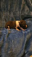 Wee lad, a male Boxer for sale in Asheboro, NC – 5 of 8