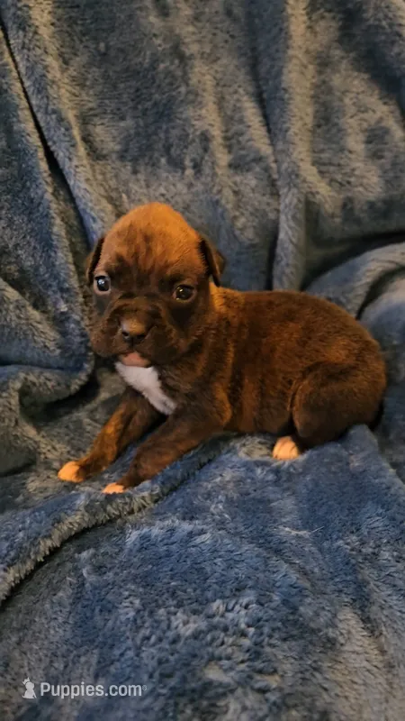 Garner – Boxer puppy for sale in Asheboro, NC